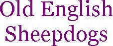 Old English Sheepdogs