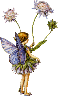 Fairy