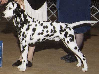 Deacon