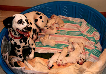 Read with newborn puppies