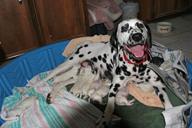 Read with newborn puppies