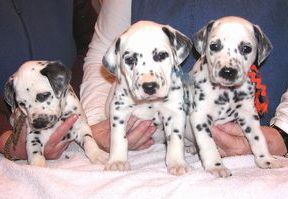 Boy Pups