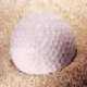 shot.jpg (1488 bytes)