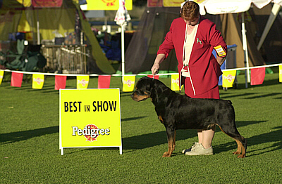 Grand Champion Blackcombe La Forge CDX ET ~GEORDI~