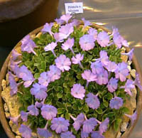 Miniera