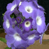 Wharfedale Bluebell