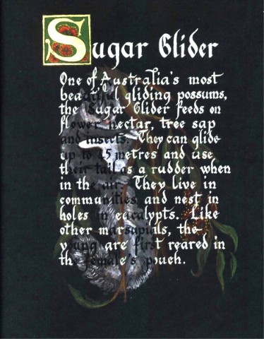 Sugar Glider