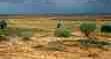 Picture of Australian Desert
