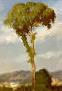 Picture of Eucalyptus Tree