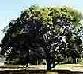 Picture of Wattle Tree