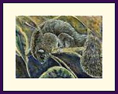 Brush Tailed Possum