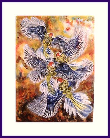 eastern rosellas flying