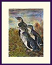 Four Fairy Penguins