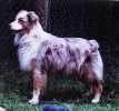Whitebrook's Evening Star
© Roads End Kennels