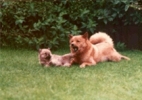 Stepper's Aurinkoprinssi
© Sukunimi Finnish Spitz