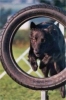 May14th Equine Ankel
© Schweizerischer Club