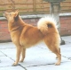Stepper's Aurinkoprinssi
© Sukunimi Finnish Spitz