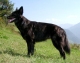 May14th Equine Ankel
© Schweizerischer Club