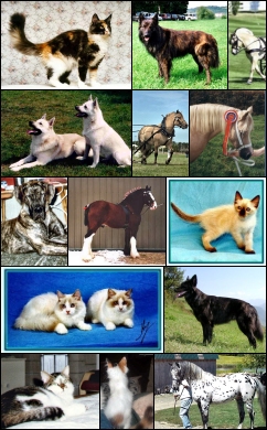 Katso ©opyt hevosten, koirien ja kissojen sivuilta. Alla kaikki jrjestyksess riveittin vasemmalta oikealle. ^^
Kimu, Atlas, Mies
(syntymtn Buhund), Karo, Cat
Heku, Fedu, Cori
Kauno, Qii
Viiru, Sini, Topi