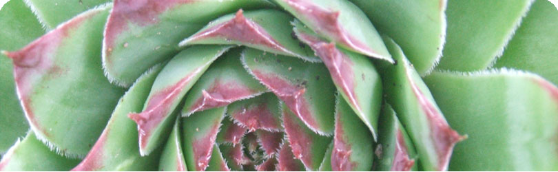 Hosta Bloom By H2Photo and Design