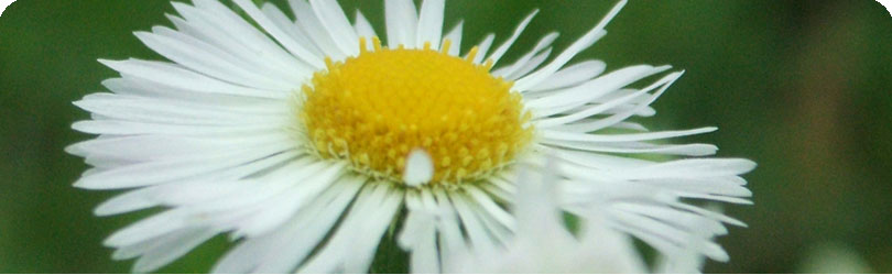 Flower By H2Photo and Design