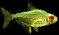 Lemon Tetra