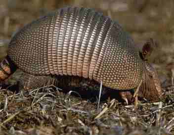 armadillo