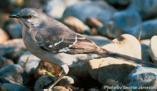 mockingbird