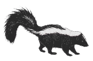 skunk