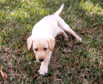 Bailey 8 weeks behind our house