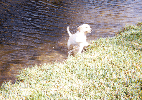 8 weeks playing in the canal