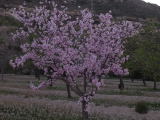 Almendro en flor