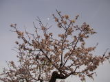Almendro y Luna