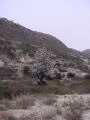 Almendro del caucho