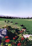 Moquegua-La Bodeguilla