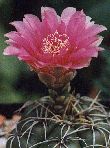 G.suba