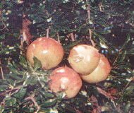 Prize pomegranates