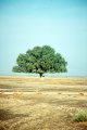 Prosopis tree, Wahibah