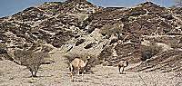 Camels pose in front of 600 Ma diamictite, a glacial deposit