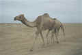 cameltrek.jpg (21499 bytes)