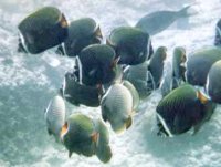 Collared Butterflyfish