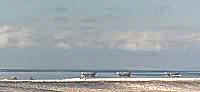 Fishing dhows moored off southern Masirah
