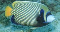 Emperor Angel Fish