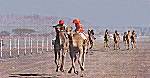 Camel race at the Rimal al Sharqiyah festival 2000