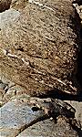 Highly foliated micaceous gneisses at Seifa