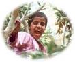 Boy in tree at Nakhl