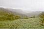 Green Dhofar during the summer khareef