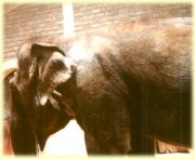 Alfred the elephant