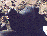 sounds like a belch and smells like rotten fish