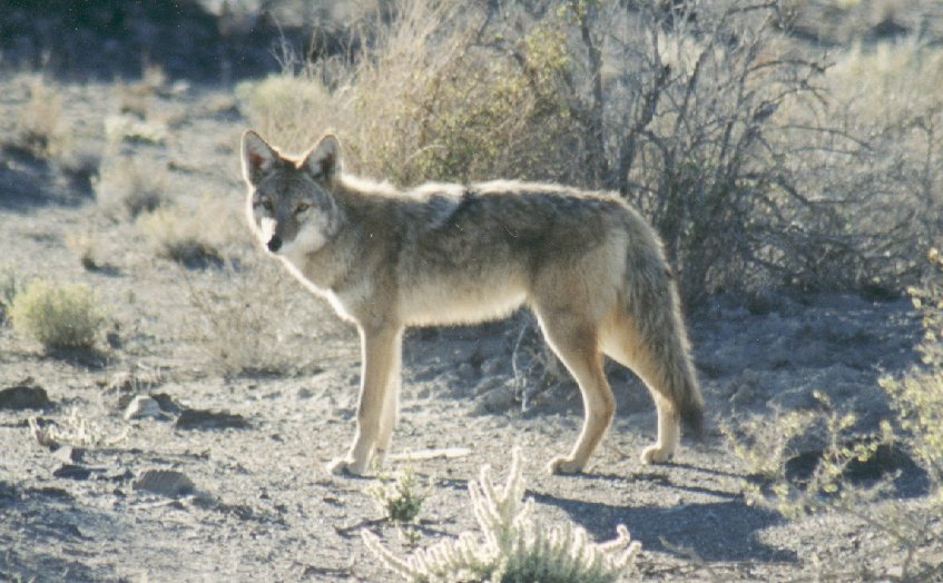 Coyote